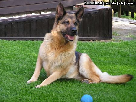 Deutscher Schäferhund Tessie, die aufmerksame.......