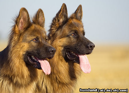 Deutscher Schäferhund Torro und Basco