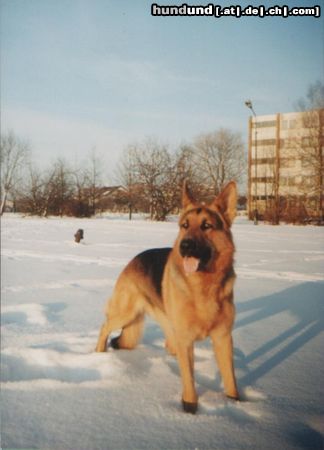 Deutscher Schäferhund Litauen Deutscher Schaferhund