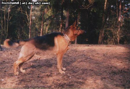 Deutscher Schäferhund Litauen Deutscher Schaferhund