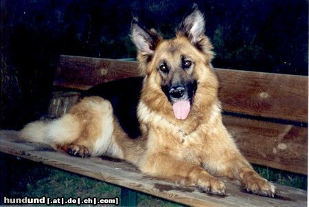 Deutscher Schäferhund Aischie v.d.Leinewiesen