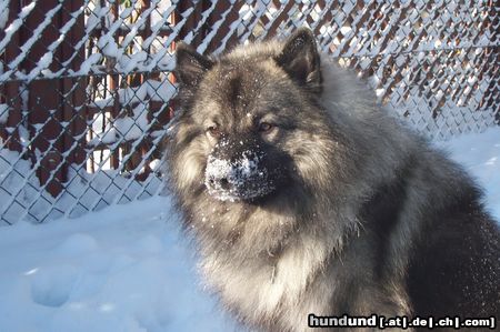 Deutscher Wolfsspitz