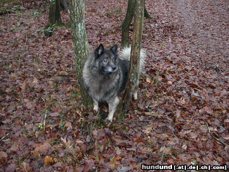 Deutscher Wolfsspitz Ich bin der Filou