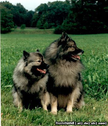 Deutscher Wolfsspitz Falk und Ella 