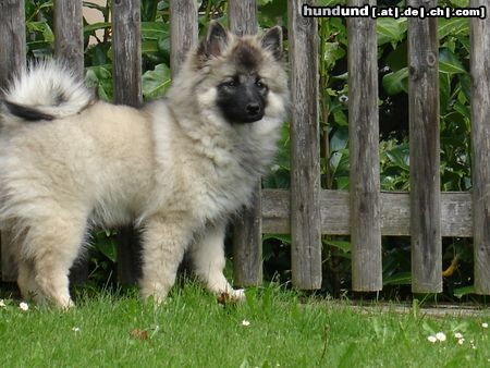 Deutscher Wolfsspitz Hübsch und wachsam!