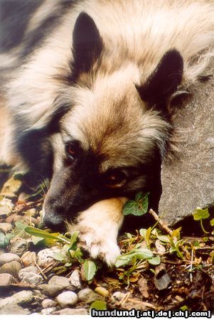 Deutscher Wolfsspitz Mädi( aus dem Tierheim Aachen geholt !)