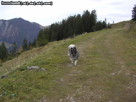 Deutscher Wolfsspitz Tina alias Coreija vom Alten Helenenhof