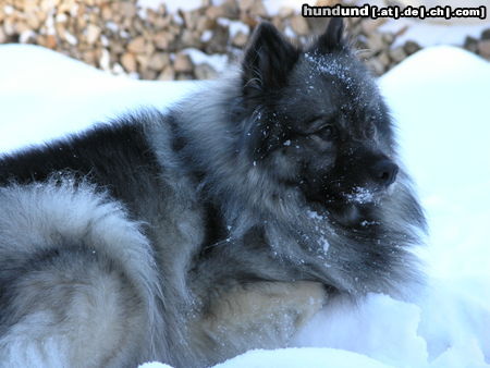 Deutscher Wolfsspitz Tina alias Coreija vom Alten Helenenhof