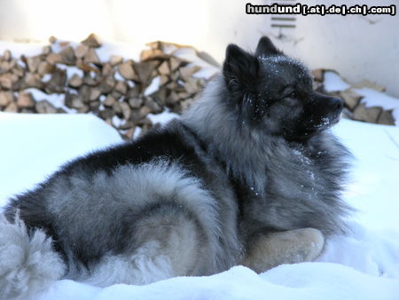 Deutscher Wolfsspitz Tina alias Coreija vom Alten Helenenhof