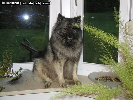 Deutscher Wolfsspitz Tina alias Coreija vom Alten Helenenhof