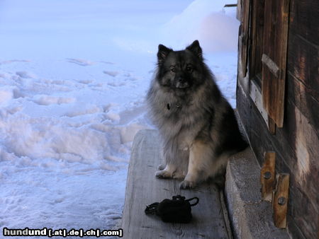 Deutscher Wolfsspitz Tina alias Coreija vom Alten Helenenhof