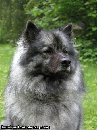 Deutscher Wolfsspitz Tina alias Coreija vom Alten Helenenhof