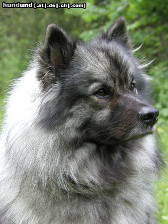 Deutscher Wolfsspitz Tina alias Coreija vom Alten Helenenhof