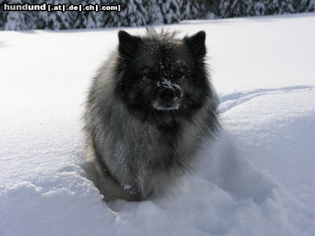 Deutscher Wolfsspitz Tina alias Coreija vom Alten Helenenhof