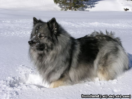 Deutscher Wolfsspitz Tina alias Coreija vom Alten Helenenhof