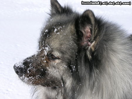 Deutscher Wolfsspitz Tina alias Coreija vom Alten Helenenhof