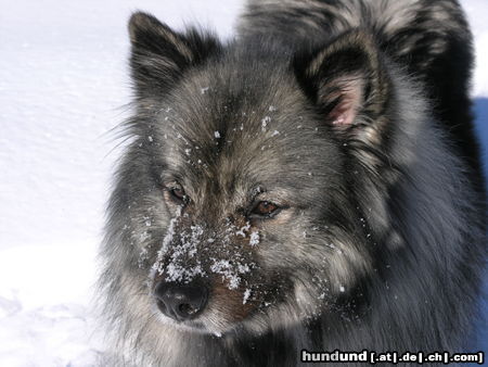 Deutscher Wolfsspitz Tina alias Coreija vom Alten Helenenhof