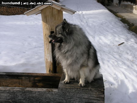 Deutscher Wolfsspitz Tina alias Coreija vom Alten Helenenhof