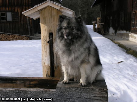 Deutscher Wolfsspitz Tina alias Coreija vom Alten Helenenhof