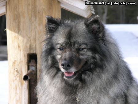 Deutscher Wolfsspitz Tina alias Coreija vom Alten Helenenhof