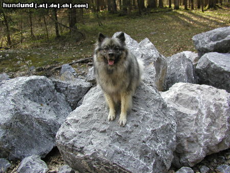 Deutscher Wolfsspitz Tina alias Coreija vom Alten Helenenhof