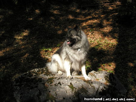 Deutscher Wolfsspitz Tina alias Coreija vom Alten Helenenhof