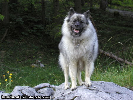 Deutscher Wolfsspitz Tina alias Coreija vom Alten Helenenhof