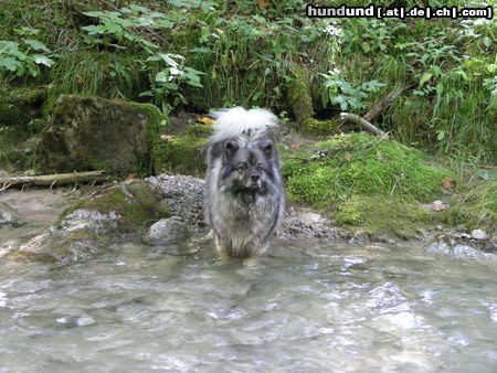 Deutscher Wolfsspitz Tina alias Coreija vom Alten Helenenhof