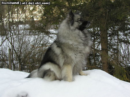 Deutscher Wolfsspitz Tina alias 