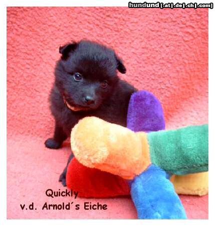 Deutscher Wolfsspitz Großspitzhündinwelpe Schwarz von der Arnold`s Eiche