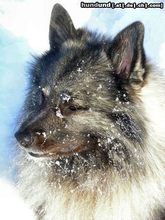 Deutscher Wolfsspitz Filou liebt den Winter