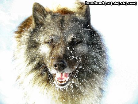 Deutscher Wolfsspitz Filou liebt den Winter