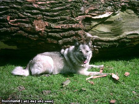 Deutscher Wolfsspitz Meine süße Gina!!