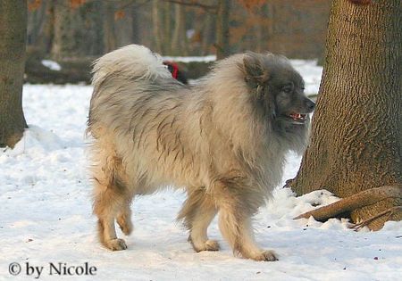 Deutscher Wolfsspitz Prater