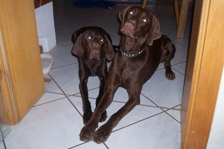 Deutsch Kurzhaar Cini und Camillo