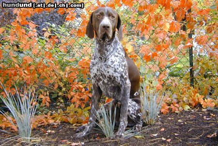 Deutsch Kurzhaar Boris von der Oldenburg, Herbst 2004