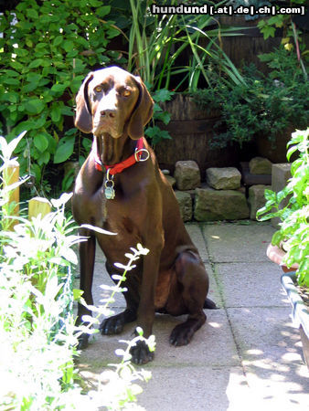 Deutsch Kurzhaar Henry (Hans) vom Geestmoor (2 Jahre alt)