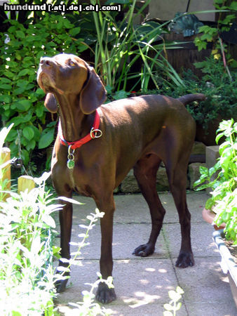 Deutsch Kurzhaar Henry (Hans) vom Geestmoor (2 Jahre alt)