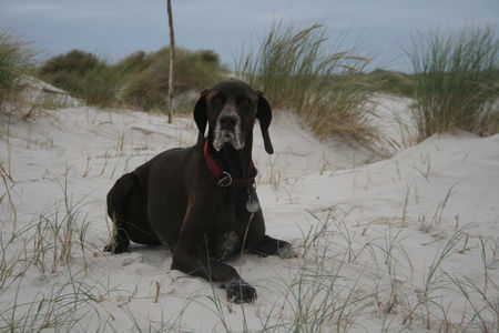 Deutsch Kurzhaar Henry auf Amrum - Mit Sand gezuckert!