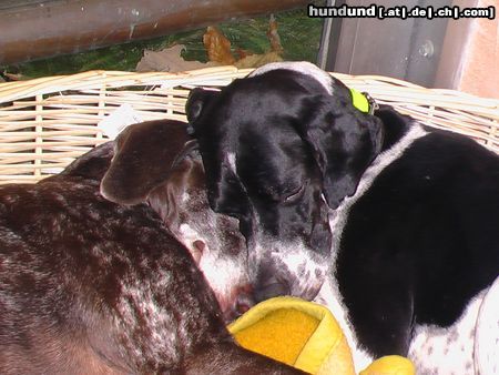 Deutsch Kurzhaar Kelly13Jahre&Frodo2Jahre