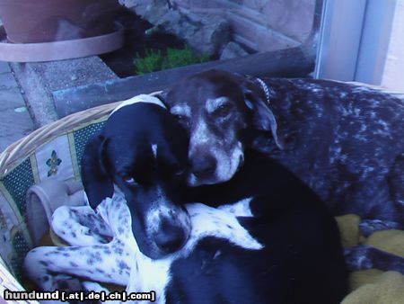 Deutsch Kurzhaar Kelly13Jahre&Frodo2Jahre