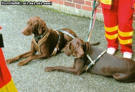 Deutsch Kurzhaar chini&camillo pause nach suche in der rettungsstaffel