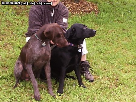 Deutsch Kurzhaar Brösel und sein Freund Porta(Labrador)