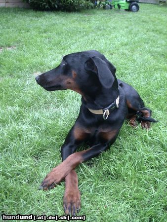 Dobermann