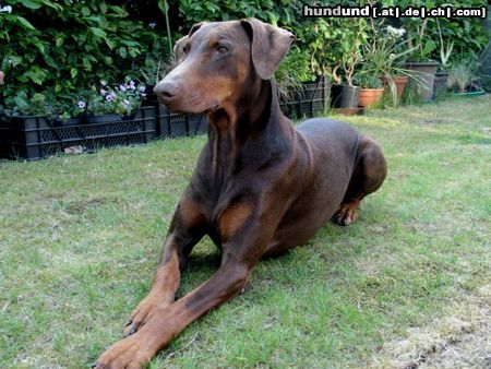 Dobermann Katze???!!!