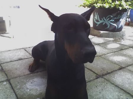 Dobermann Apollo