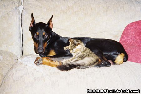 Dobermann Aaron und Kater Teddy