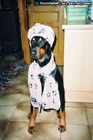 Dobermann Aaron in Winterbekleidung