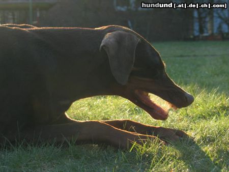 Dobermann Das Fressen