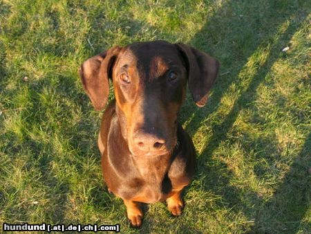 Dobermann Bist Du groooooooooooooß